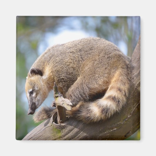 Zuid-Amerikaanse Coati op filiaal Briefkaart Metal Magneet (Voorkant)