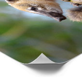 Zuid-Amerikaanse Coati op filiaal Briefkaart Metal Poster (Hoek)