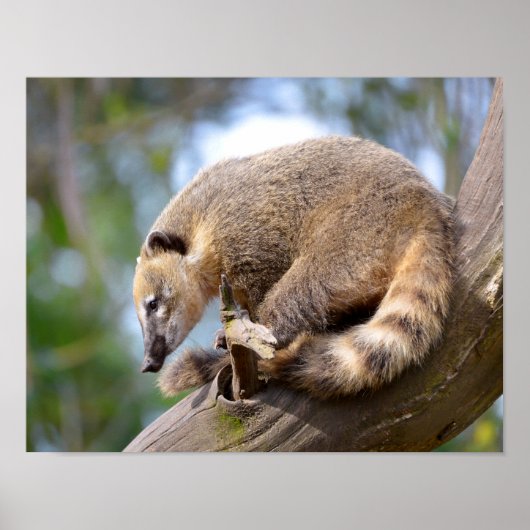 Zuid-Amerikaanse Coati op filiaal Briefkaart Metal Poster (Voorkant)