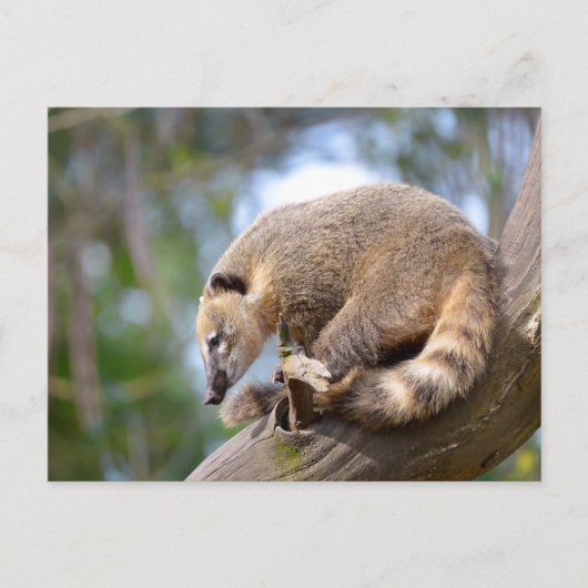 Zuid-Amerikaanse Coati-tak Briefkaart (Voorkant)