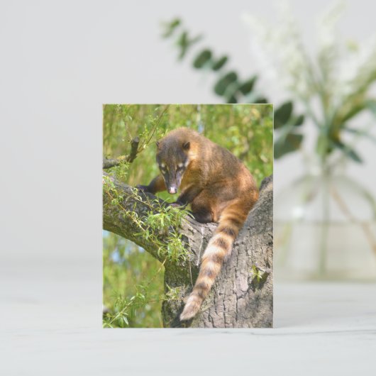 Zuid-Amerikaanse Coati-tak Briefkaart (Staand voorkant)