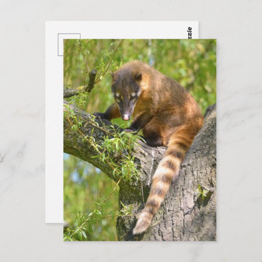 Zuid-Amerikaanse Coati-tak Briefkaart (Voorkant / Achterkant)