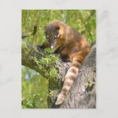 Zuid-Amerikaanse Coati-tak Briefkaart (Voorkant)