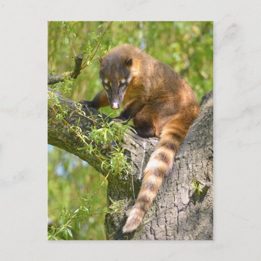 Zuid-Amerikaanse Coati-tak Briefkaart (Voorkant)