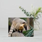 Zuid-Amerikaanse Coati-tak Folie Feestdagen Briefkaart (Staand Voorkant)