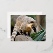 Zuid-Amerikaanse Coati-tak Folie Feestdagen Briefkaart (Voorkant / Achterkant)