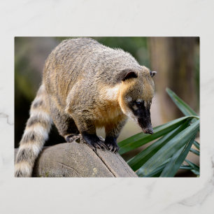 Zuid-Amerikaanse Coati-tak Folie Feestdagen Briefkaart