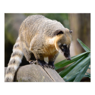 Zuid-Amerikaanse Coati-tak Foto Afdruk