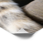 Zuid-Amerikaanse Coati-tak Foto Afdruk (Hoek)