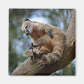 Zuid-Amerikaanse Coati-tak Magneet (Voorkant)