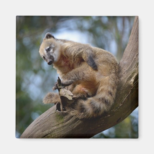 Zuid-Amerikaanse Coati-tak Magneet (Voorkant)