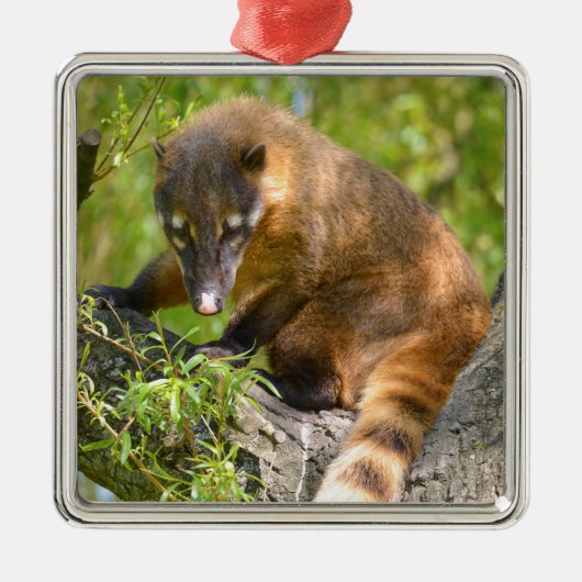 Zuid-Amerikaanse Coati-tak Metalen Ornament (Voorkant)