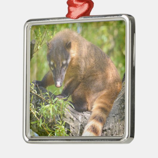 Zuid-Amerikaanse Coati-tak Metalen Ornament (Links)