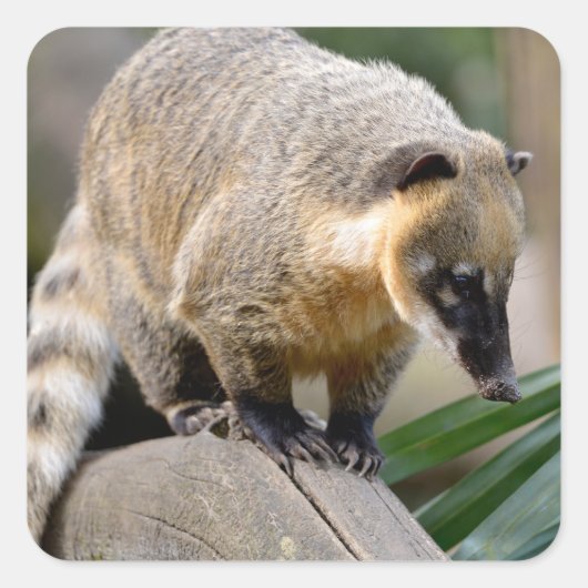 Zuid-Amerikaanse Coati-tak Vierkante Sticker (Voorkant)