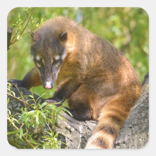 Zuid-Amerikaanse Coati-tak Vierkante Sticker (Voorkant)