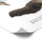 Zuid-Amerikaanse Dieren | Onderwijs Klaslokaal Poster (Hoek)