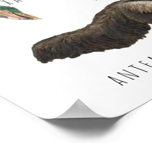 Zuid-Amerikaanse Dieren | Onderwijs Klaslokaal Poster (Hoek)