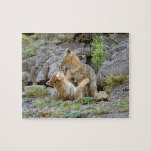 Zuid-Amerikaanse Gray Fox (Lycalopex griseus) paar Legpuzzel
