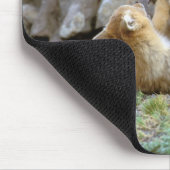 Zuid-Amerikaanse Gray Fox (Lycalopex griseus) paar Muismat (Hoek)