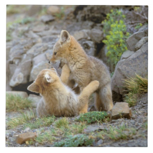 Zuid-Amerikaanse Gray Fox (Lycalopex griseus) paar Tegeltje