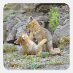 Zuid-Amerikaanse Gray Fox (Lycalopex griseus) paar Vierkante Sticker