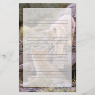 Zuid-Amerikaanse grijze vos (Lycalopex griseus) pa Briefpapier