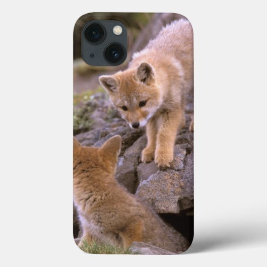 Zuid-Amerikaanse grijze vos (Lycalopex griseus) pa Case-Mate iPhone Case (Achterkant)