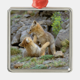 Zuid-Amerikaanse grijze vos (Lycalopex griseus) pa Metalen Ornament