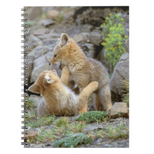 Zuid-Amerikaanse grijze vos (Lycalopex griseus) pa Notitieboek