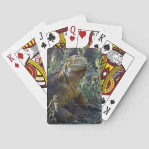 Zuid-Amerikaanse Groene Iguana Pokerkaarten
