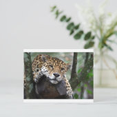 Zuid-Amerikaanse jaguar Briefkaart (Staand voorkant)