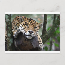 Zuid-Amerikaanse jaguar Briefkaart