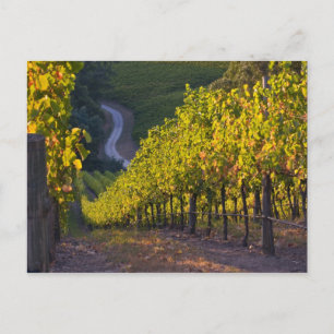Zuid-Australië, Adelaide Hills, Summertown. 2 Briefkaart