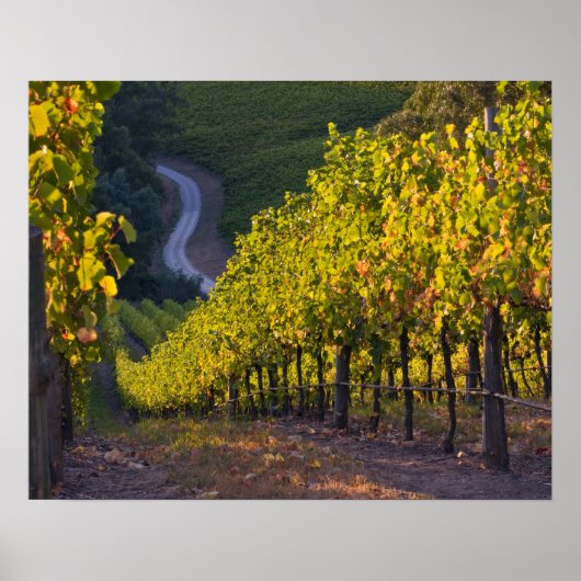 Zuid-Australië, Adelaide Hills, Summertown 2 Poster (Voorkant)