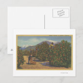 Zuid-Californië - Sinaasappels schoppen Briefkaart (Voorkant / Achterkant)