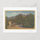 Zuid-Californië - Sinaasappels schoppen Briefkaart (Voorkant)