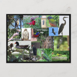Zuid-Carolina Bird Species Collage Briefkaart