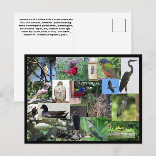 Zuid-Carolina Bird Species Collage Briefkaart (Voorkant / Achterkant)