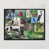 Zuid-Carolina Bird Species Collage Briefkaart (Voorkant)