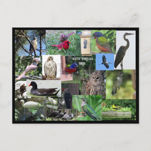 Zuid-Carolina Bird Species Collage Briefkaart (Voorkant)