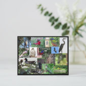 Zuid-Carolina Bird Species Collage Briefkaart (Staand voorkant)