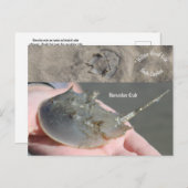 Zuid-Carolina Hoefijzer krab Briefkaart (Voorkant / Achterkant)