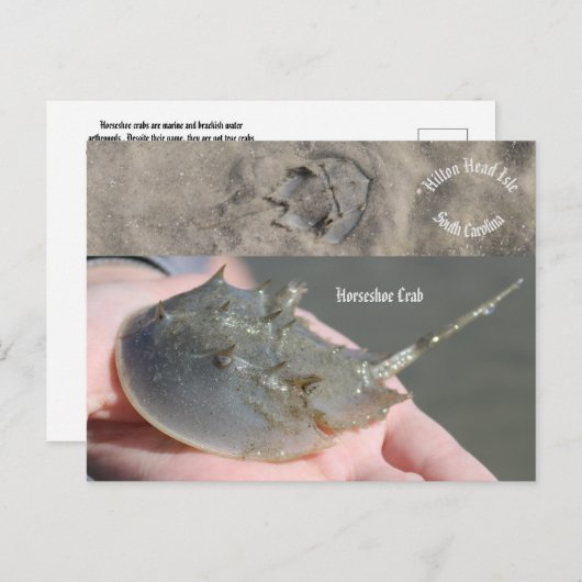 Zuid-Carolina Hoefijzer krab Briefkaart (Voorkant / Achterkant)