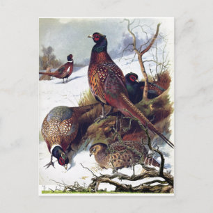 Zuid-Dakota Ring-necked Fazant Vintage Ansichtkaar Aankondigingskaart