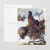 Zuid-Dakota Ring-necked Pheasant  Briefkaart (Voorkant / Achterkant)