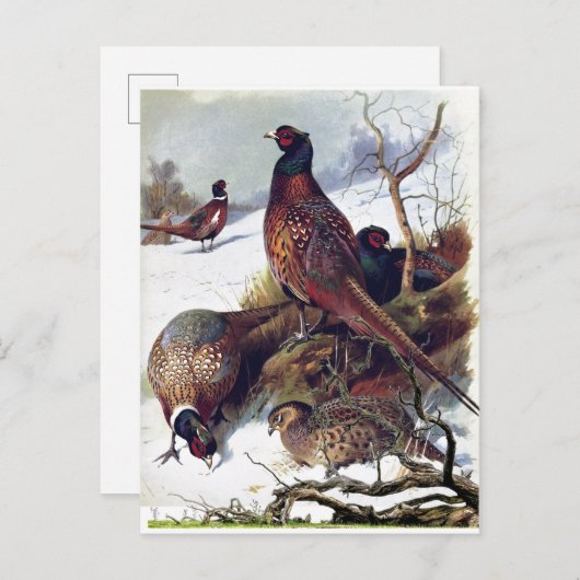 Zuid-Dakota Ring-necked Pheasant Briefkaart (Voorkant / Achterkant)