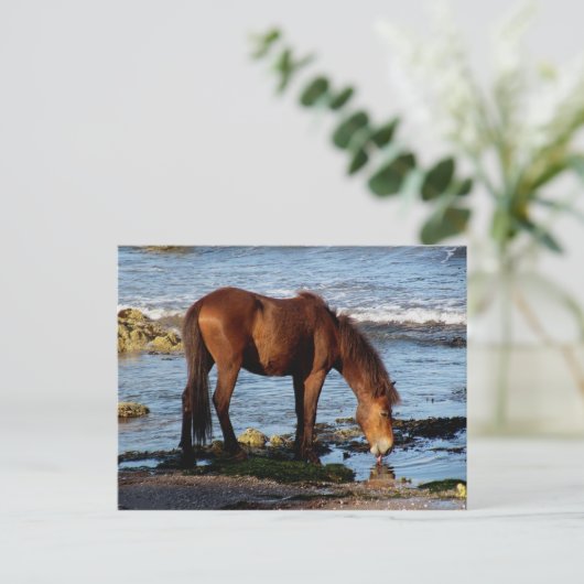 Zuid-Devon Dartmoor Pony Lick Zee Water Briefkaart (Staand voorkant)