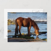 Zuid-Devon Dartmoor Pony Lick Zee Water Briefkaart (Voorkant / Achterkant)