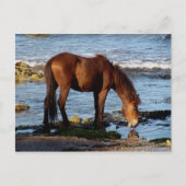 Zuid-Devon Dartmoor Pony Lick Zee Water Briefkaart (Voorkant)
