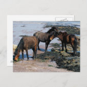 Zuid-Devon drie dartmoor-ponies die op strand spel Briefkaart (Voorkant / Achterkant)